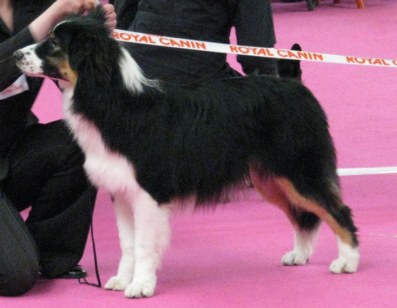 Opal Aussie Deep black