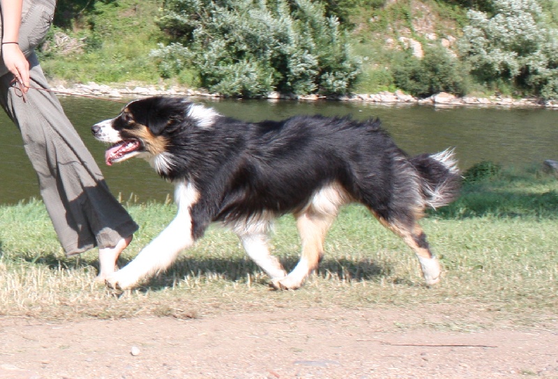 Opal Aussie Deep black