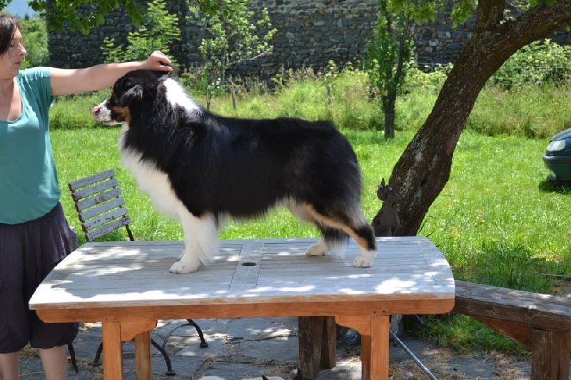 Opal Aussie Deep black