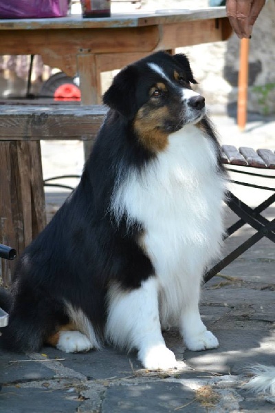 Opal Aussie Deep black