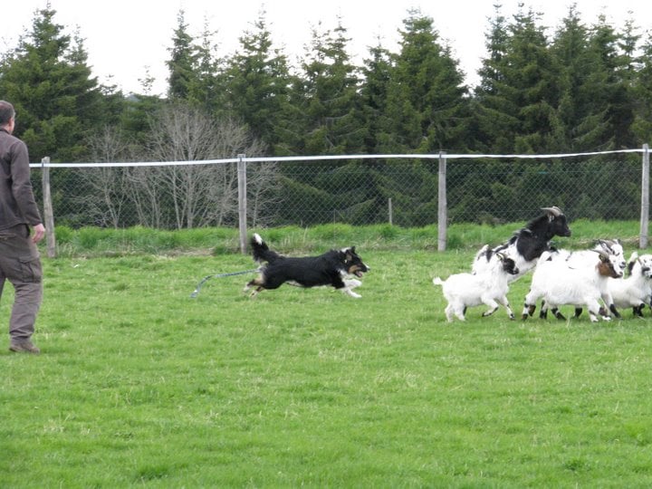 Opal Aussie Deep black