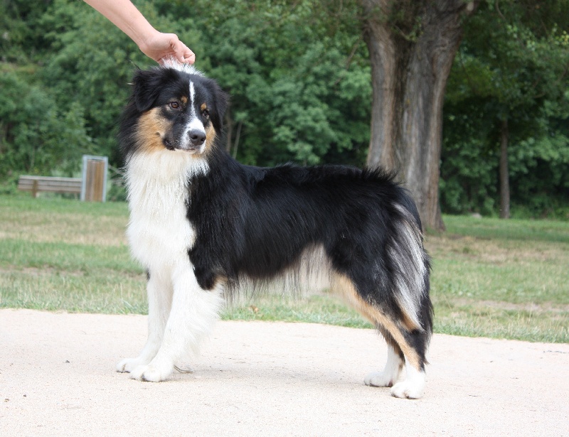 Opal Aussie Deep black