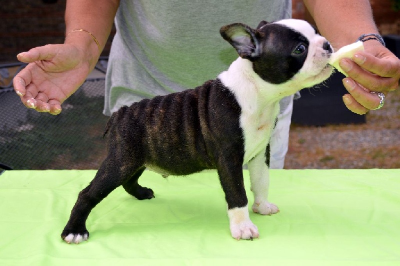 Chiot Elevage De La Closerie Deval Eleveur De Chiens Boston Terrier