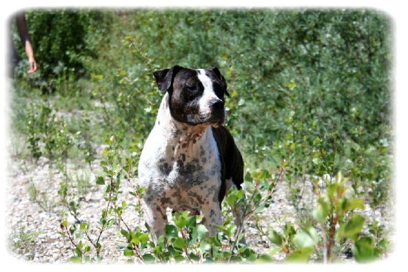 Buddy Doggz Star Kennel Black label