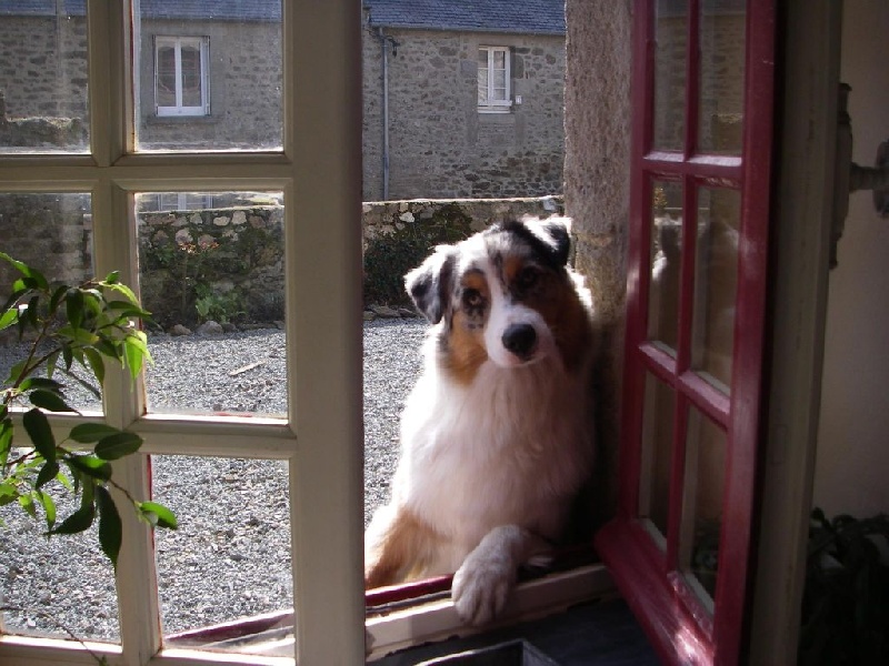 June blue des aussies de la haye