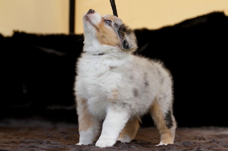 June blue des aussies de la haye