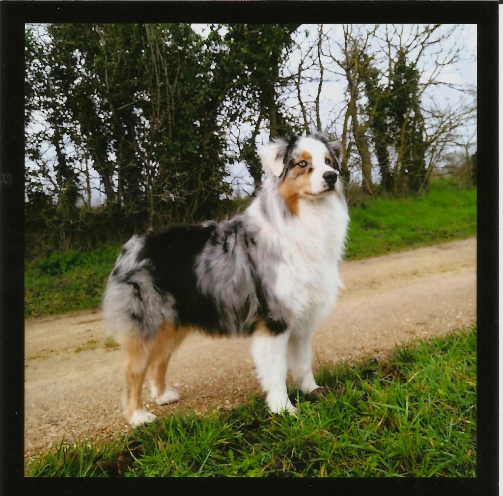 Maddy blue des aussies de la haye