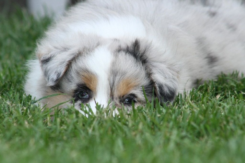 June blue des aussies de la haye