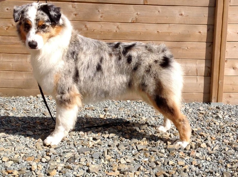 June blue des aussies de la haye