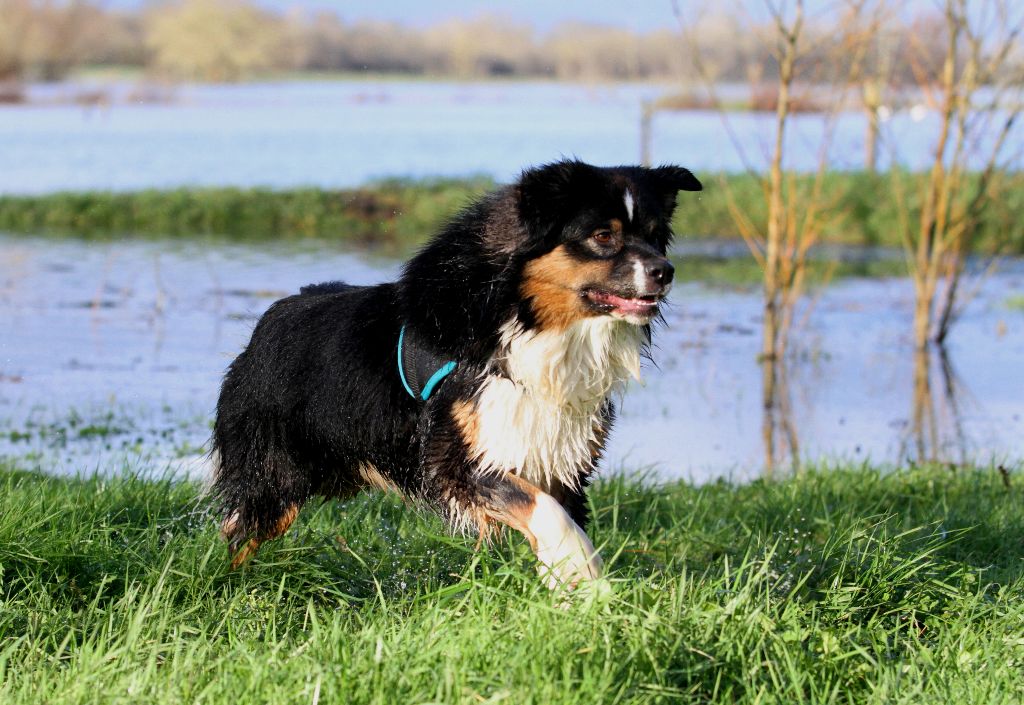 Perceval des aussies de la haye