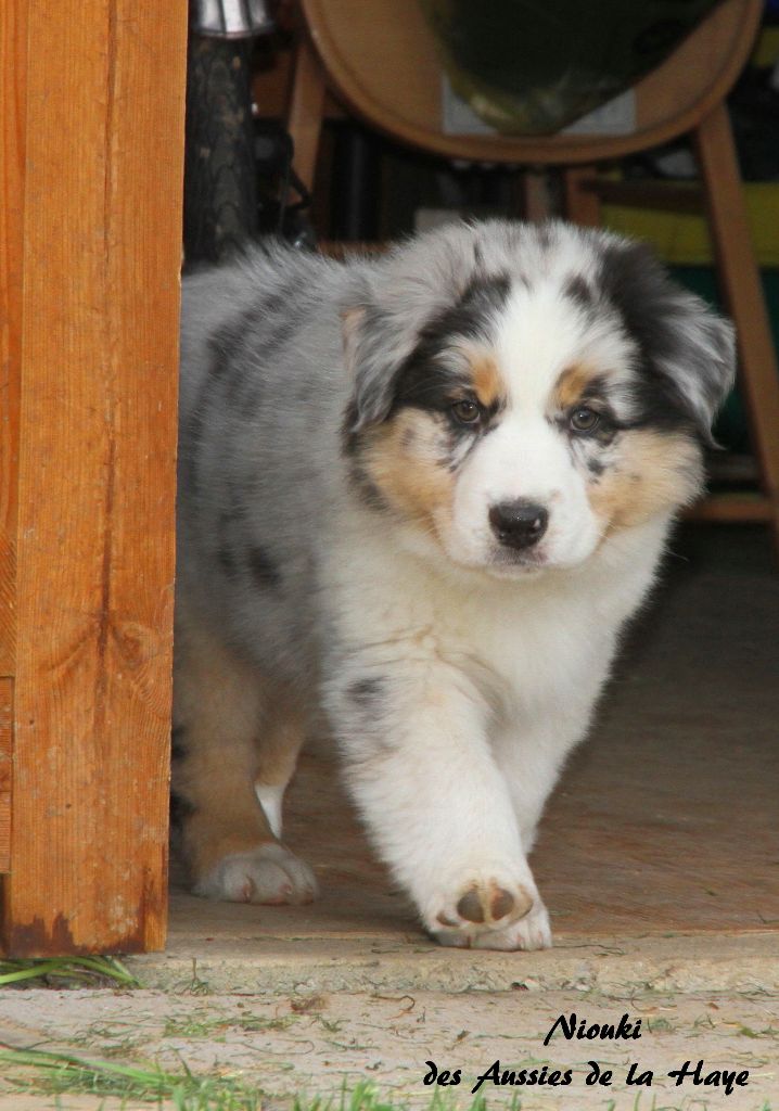 Chiot Elevage Des Aussies De La Haye Eleveur De Chiens