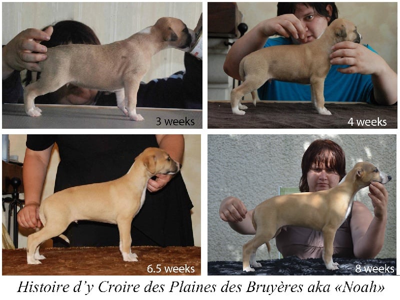 Histoire d'y croire des plaines des Bruyères