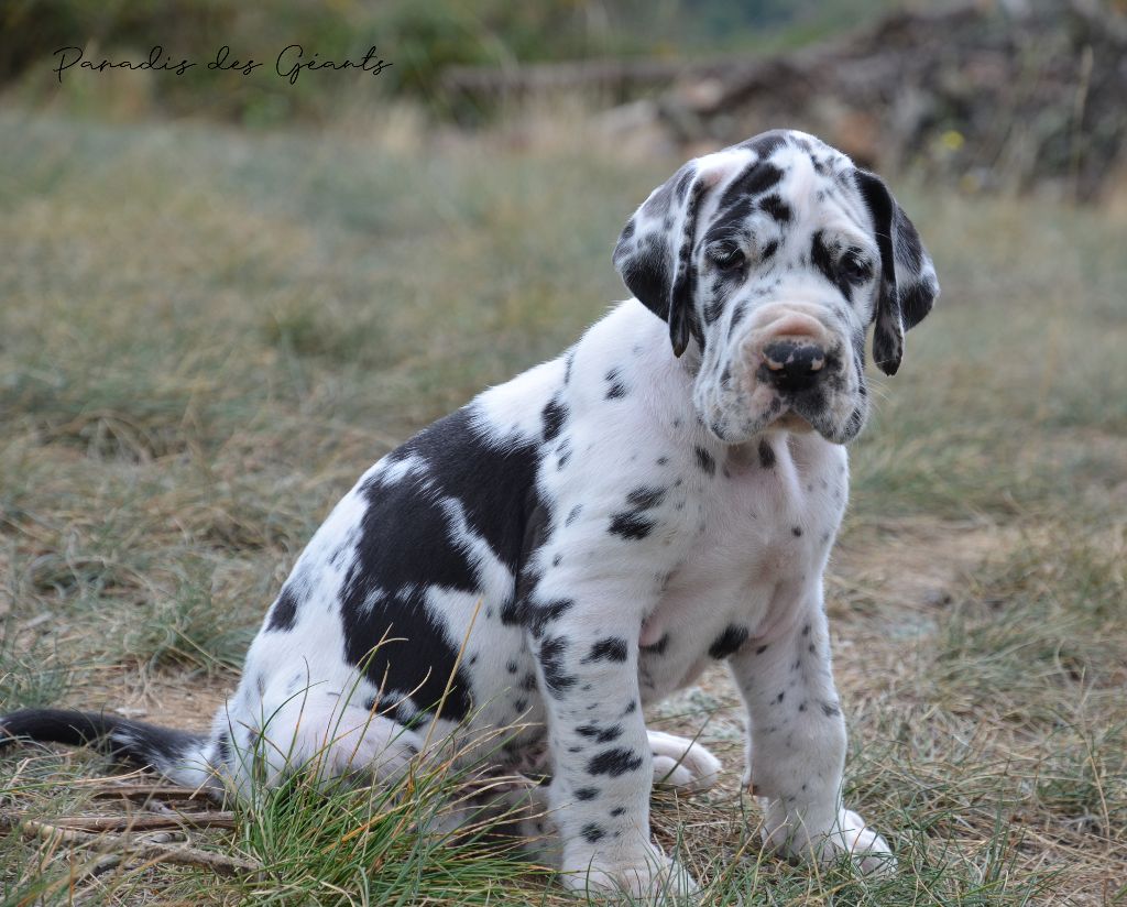 Chiot Dogue Allemand Plaisir Interdit Mâle Disponible En