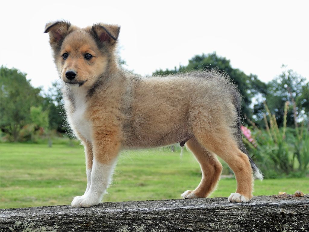 Chiot Elevage des bergers de la plaine eleveur de 