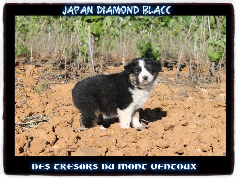 Japan diamond blacc des Tresors du Mont Ventoux