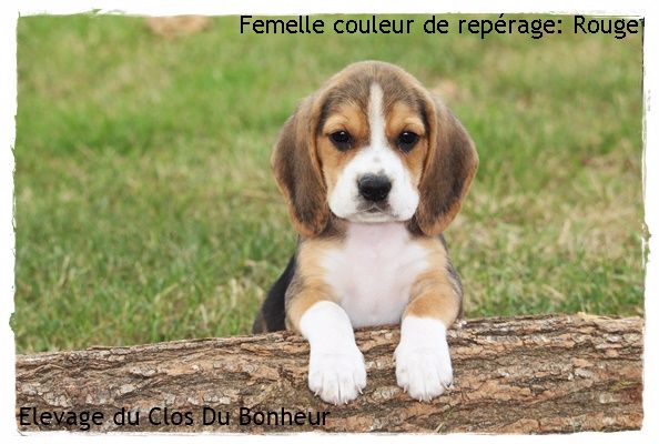 Chiot Elevage Du Clos Du Bonheur Eleveur De Chiens Beagle Chiot Beagle