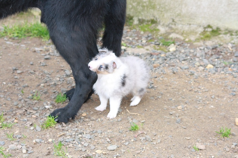 Guirtie des loups de l'isengard