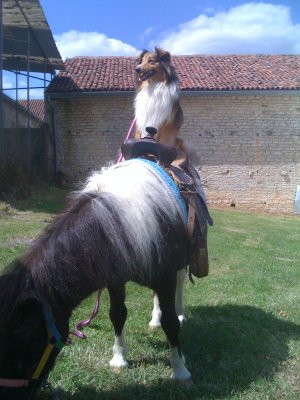 Dallas des loups de l'isengard