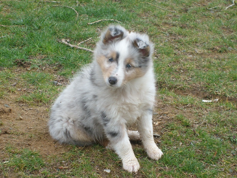 Eden blue des loups de l'isengard