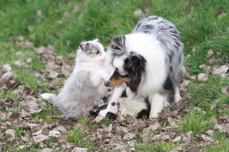 Guirtie des loups de l'isengard