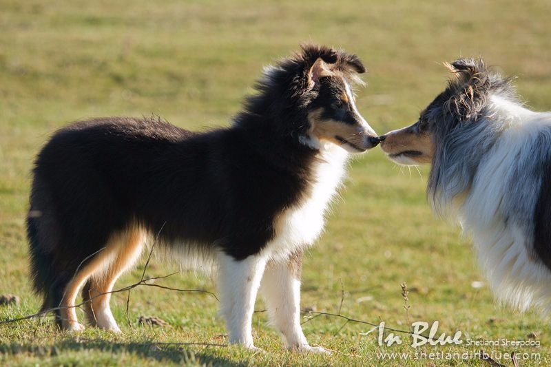 Last minute in blue des loups de l'isengard