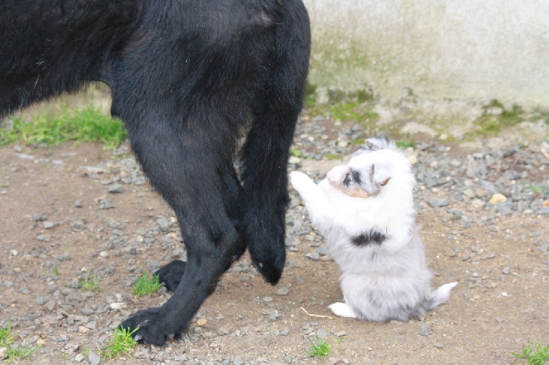 Guirtie des loups de l'isengard