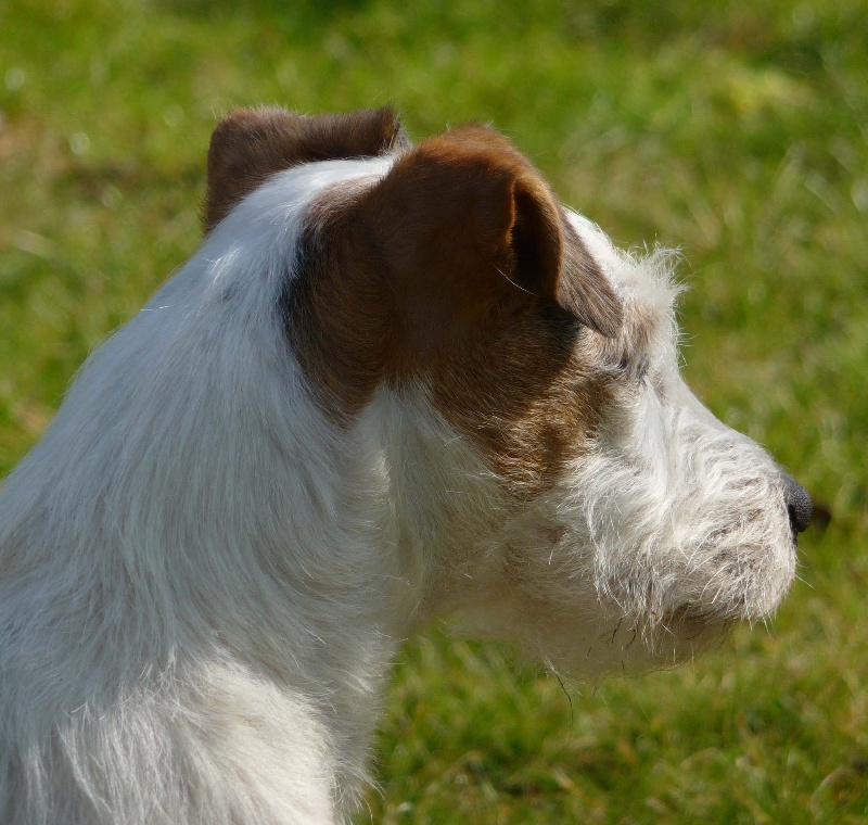 Caly De la petite noisette