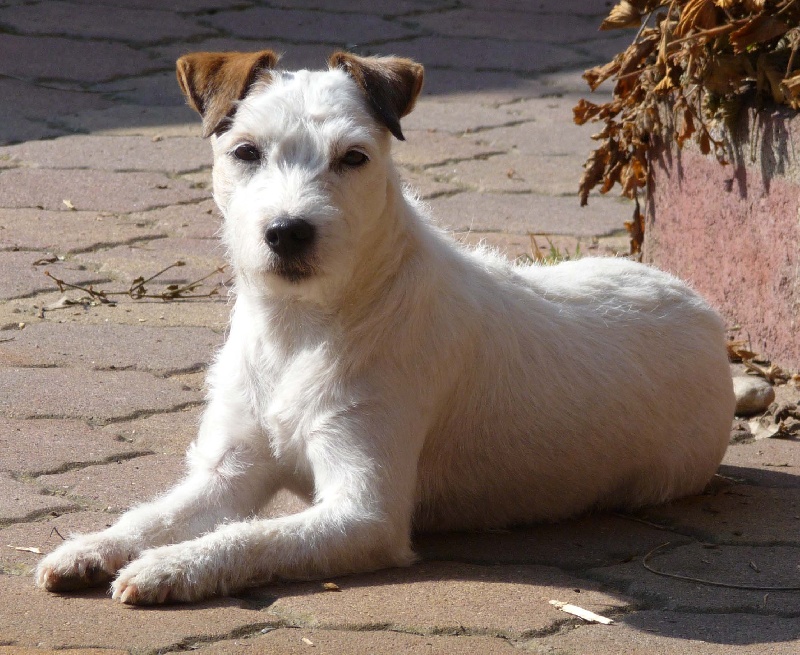 Caly De la petite noisette