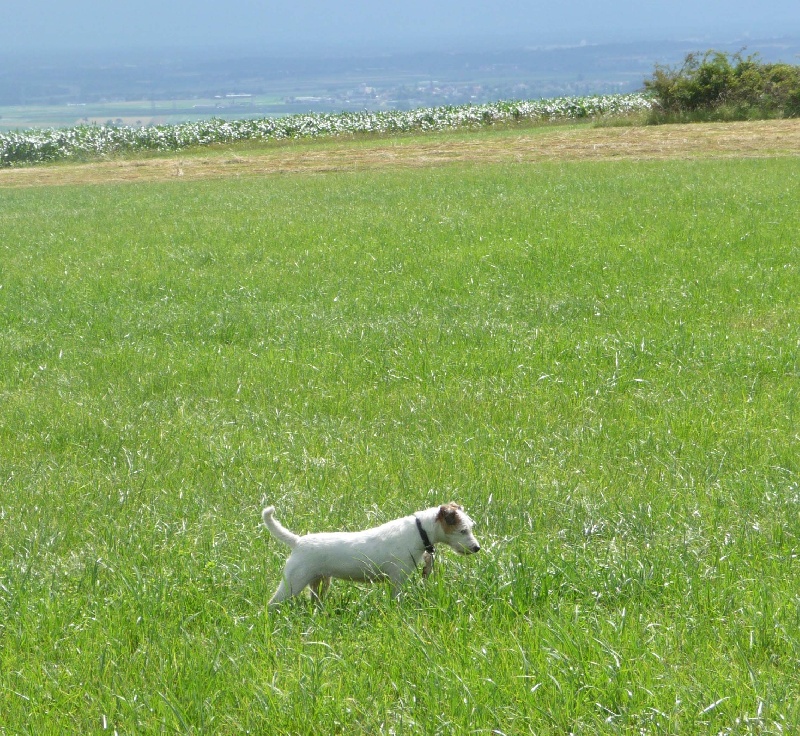 Caly De la petite noisette