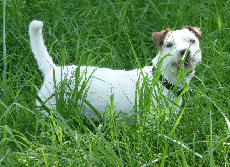 Caly De la petite noisette