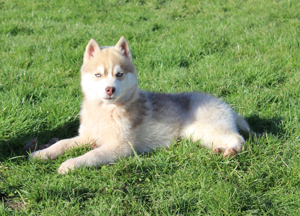 Of watson lake - Chiots disponibles - Siberian Husky