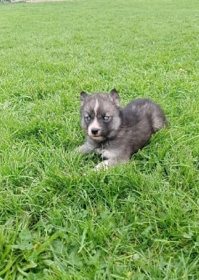 Mâle gris loup