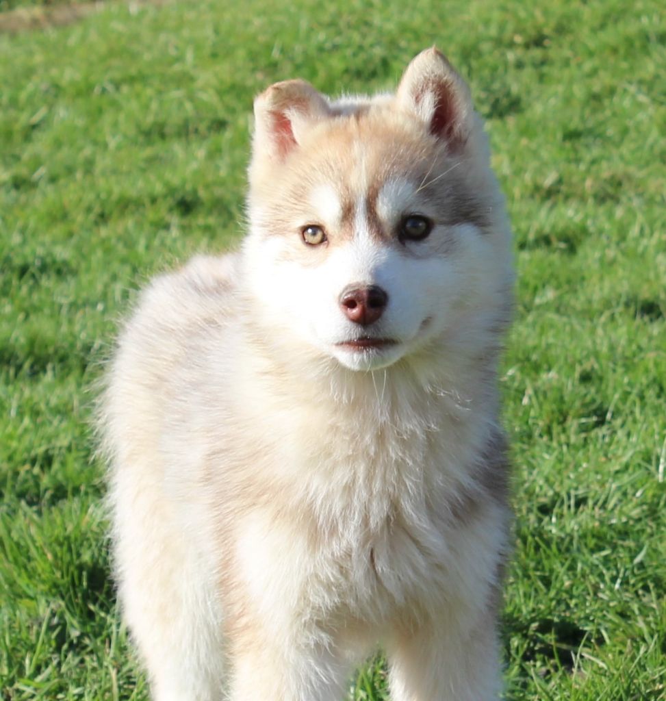 Of watson lake - Siberian Husky - Portée née le 18/10/2024