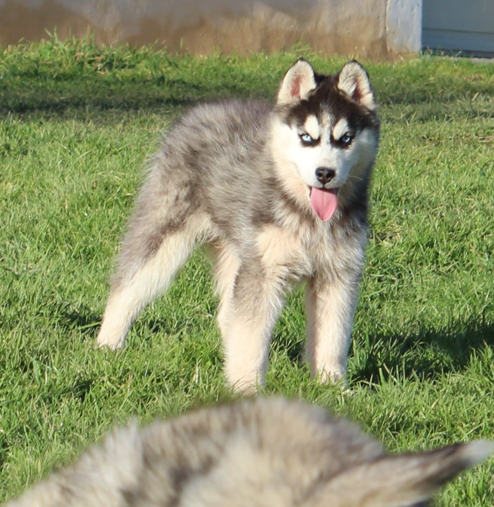 Of watson lake - Chiots disponibles - Siberian Husky