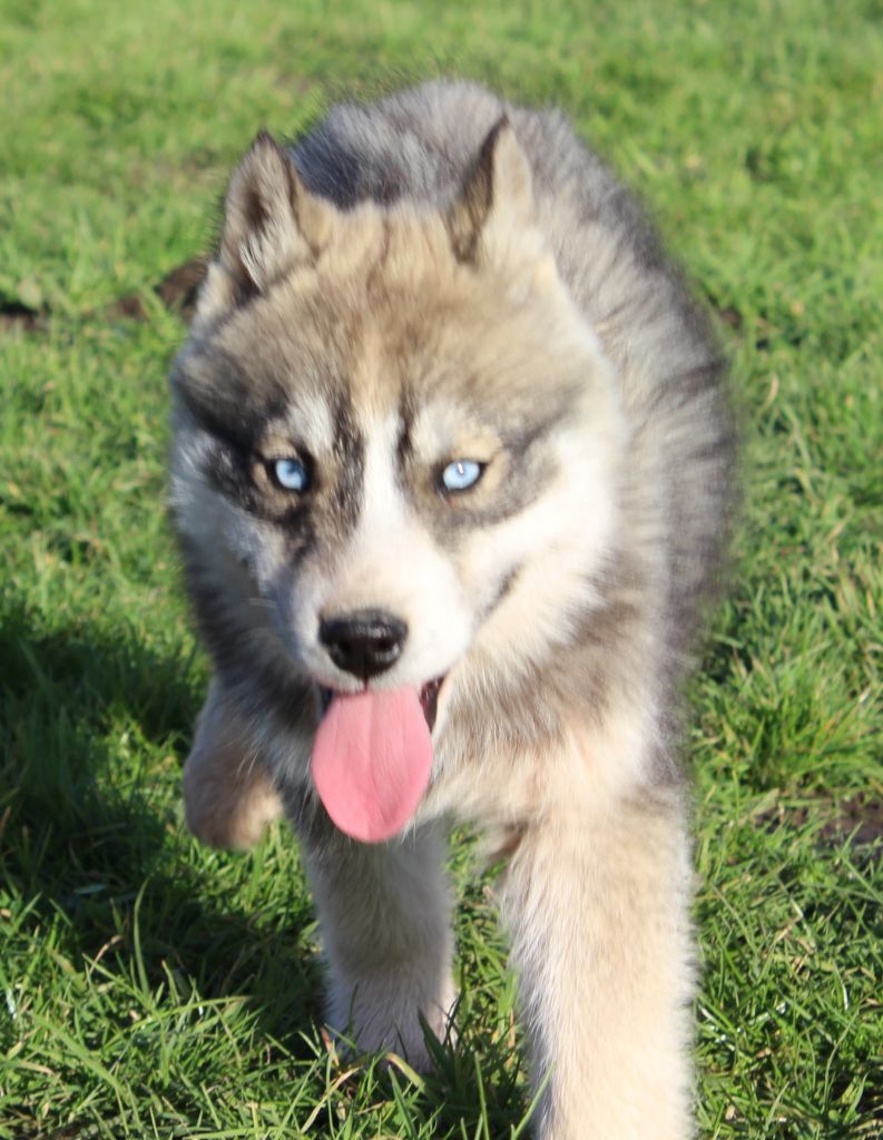 Of watson lake - Chiots disponibles - Siberian Husky