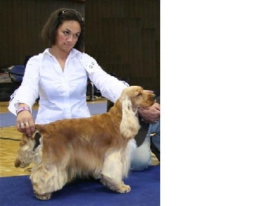 Corralet Espartaco dans le Top Dog Swiss 2008