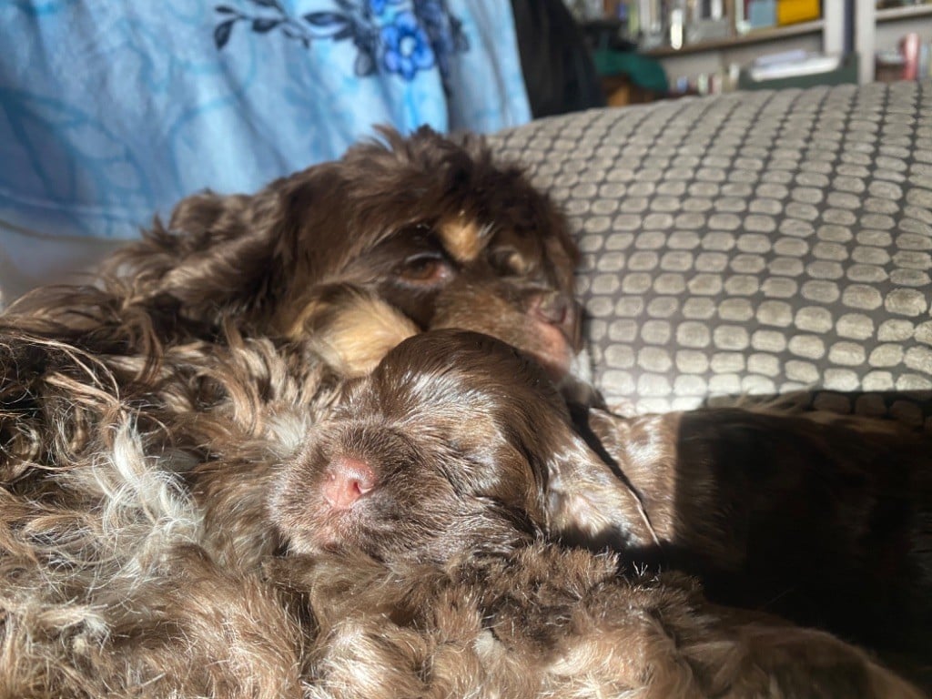 De la petite cour d alouette - Chiots disponibles - American Cocker Spaniel