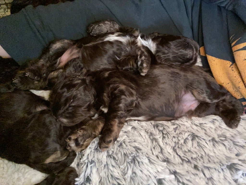 De la petite cour d alouette - Chiots disponibles - American Cocker Spaniel