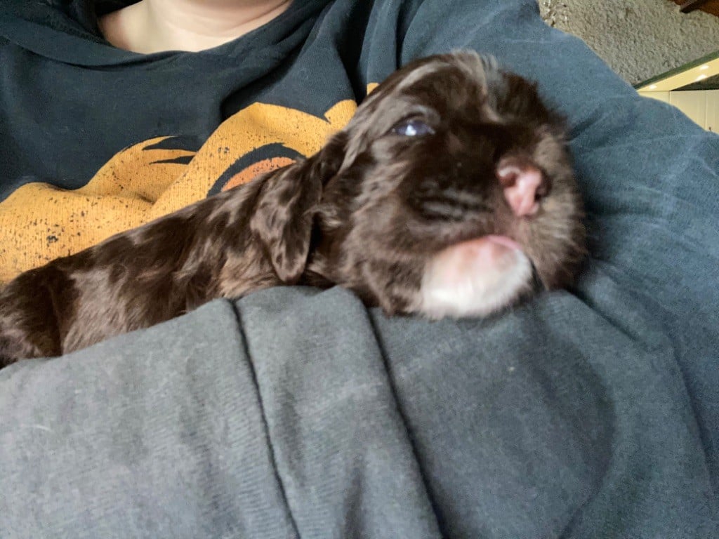 De la petite cour d alouette - Chiots disponibles - American Cocker Spaniel