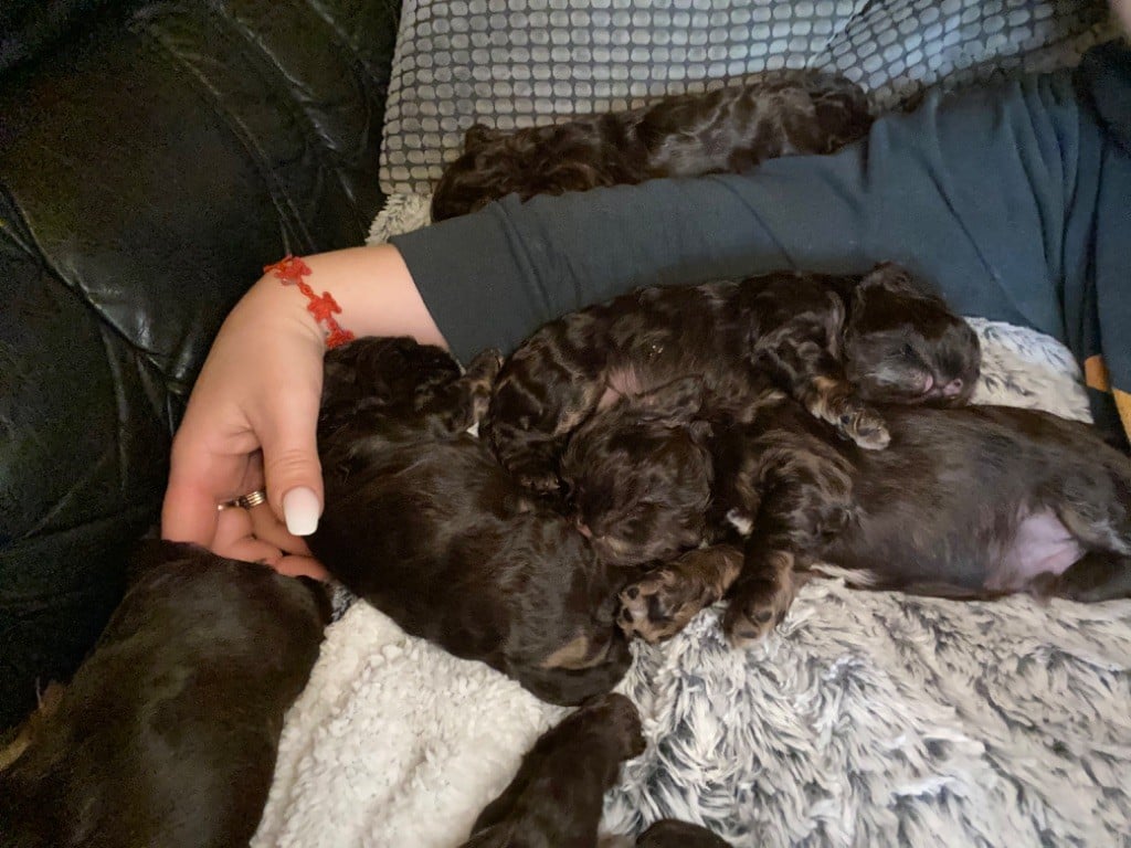 De la petite cour d alouette - Chiots disponibles - American Cocker Spaniel