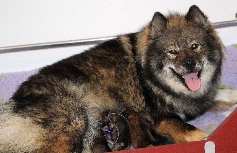 Chiot Eurasier des Legendes de Retz