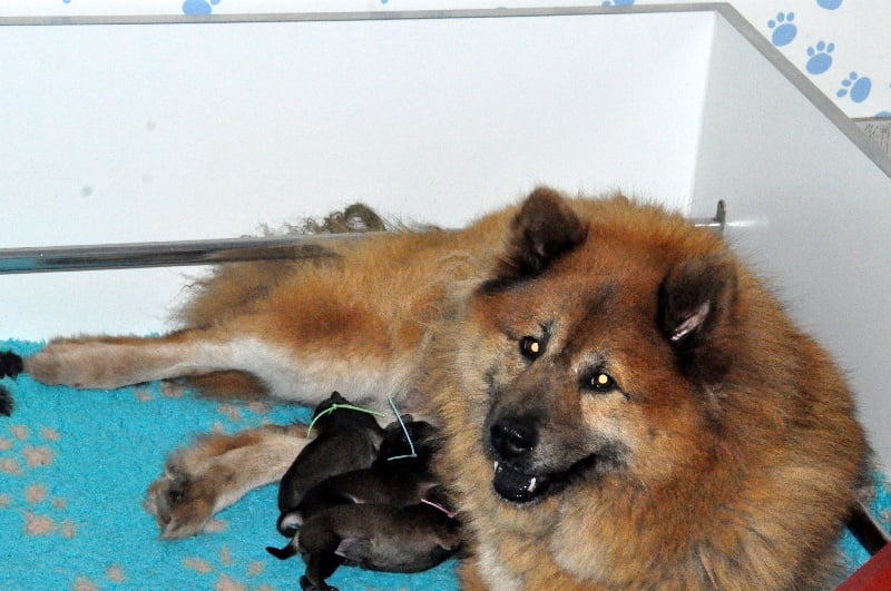 Chiot Eurasier des Legendes de Retz