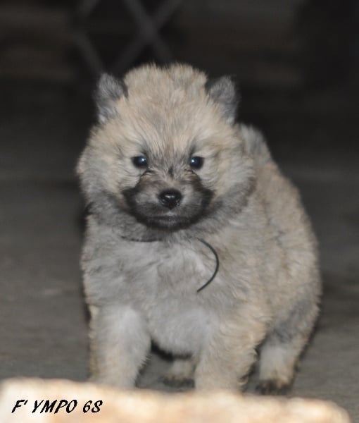 des Legendes de Retz - Eurasier - Portée née le 02/12/2010