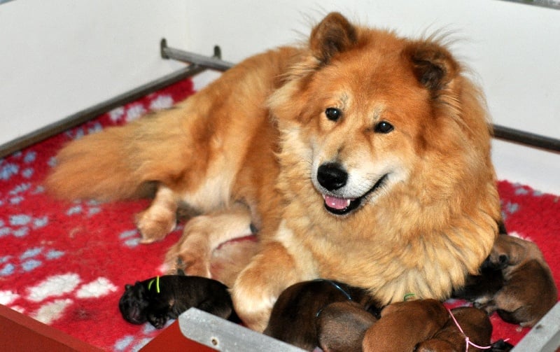 Chiot Eurasier des Legendes de Retz