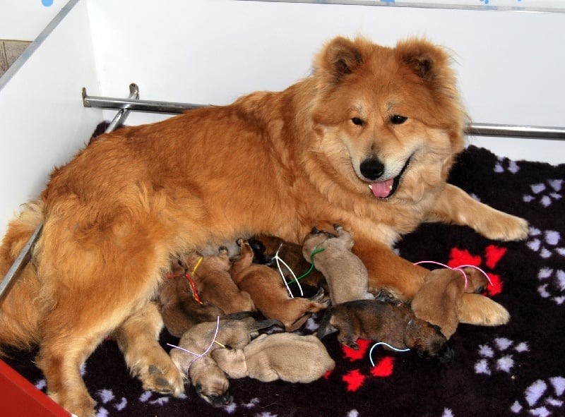 Chiot Eurasier des Legendes de Retz