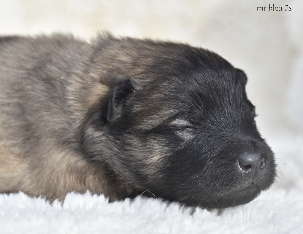 des Legendes de Retz - Chiots disponibles - Eurasier