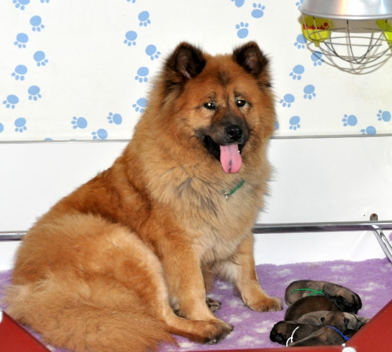 des Legendes de Retz - Eurasier - Portée née le 15/02/2014