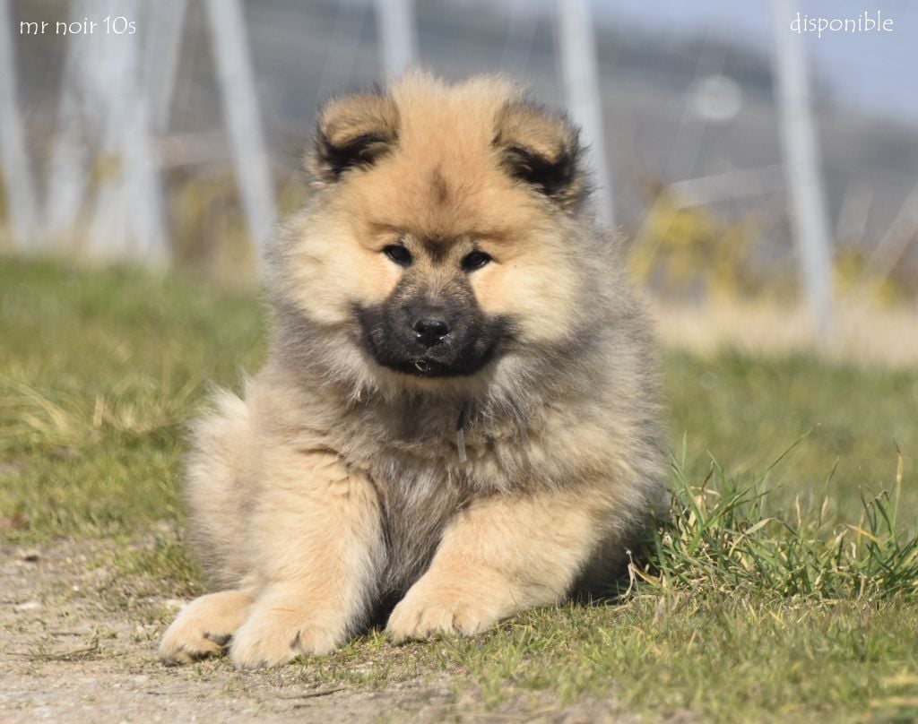 des Legendes de Retz - Chiots disponibles - Eurasier