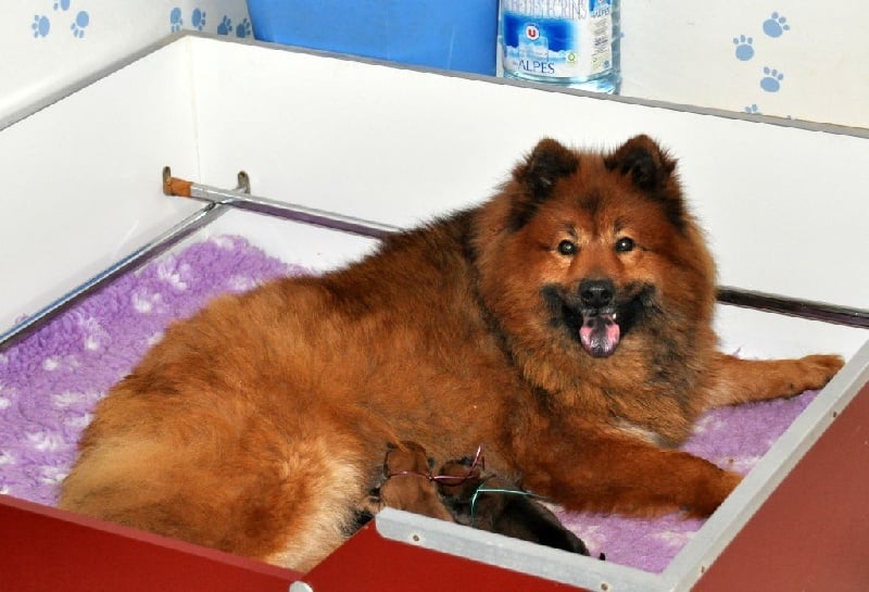 Chiot Eurasier des Legendes de Retz