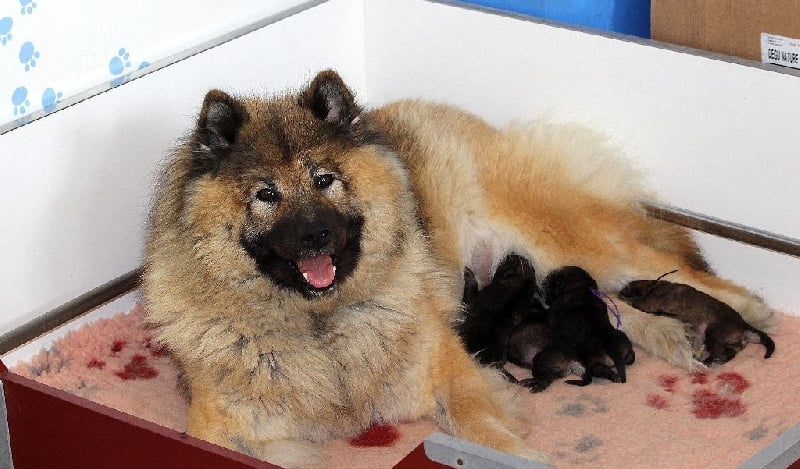 des Legendes de Retz - Eurasier - Portée née le 13/06/2014